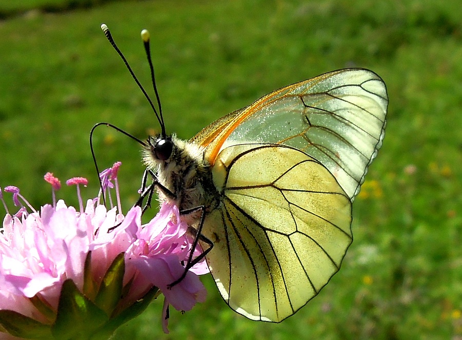 Aporia crataegi